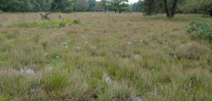 Natte heide in de dekzandlaagte bij het Boetelerveld, Loekie van Tweel
