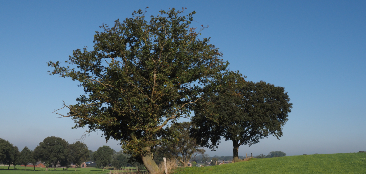 Solitaire bomen op de Markelose Berg, Nico Kloek