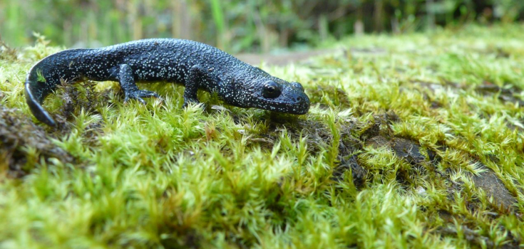 Kamsalamander 