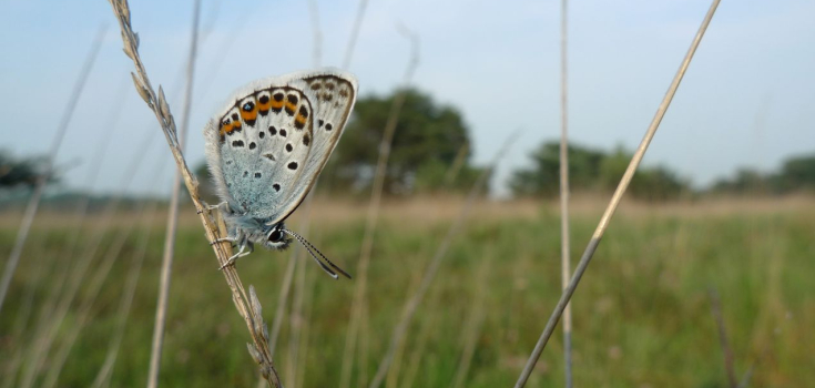 Heideblauwtje, Mark Zekhuis