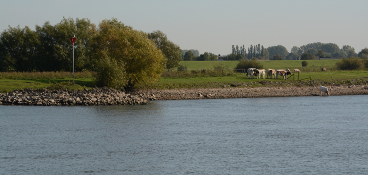 Uiterwaarden van de IJssel bij Herxen, Nico Kloek