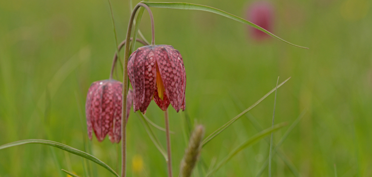 Buitenlanden Langenholte Zwolle 