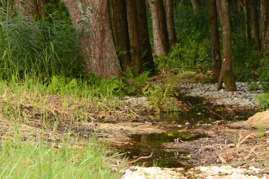 Opgehoogde beekbodem nabij het brongebied, uitsnede Nico Kloek