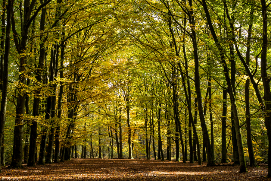 Hof Espelo, Clifton Buitink