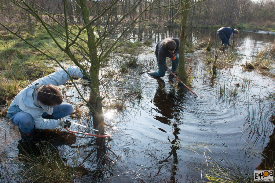 enhoe-bomen zagen in water