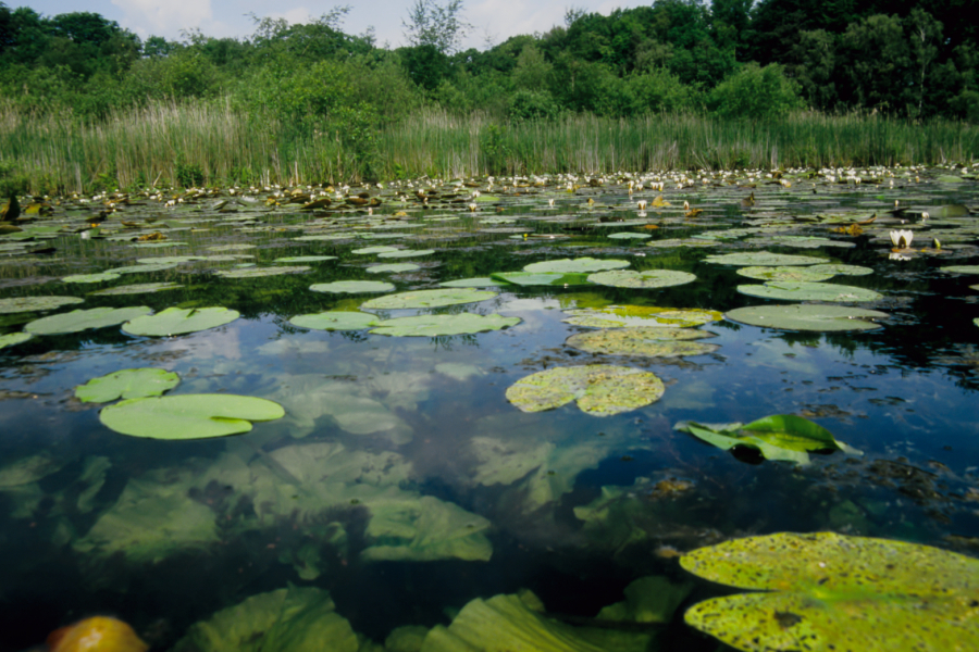 Lonnekermeer Mark Zekhuis