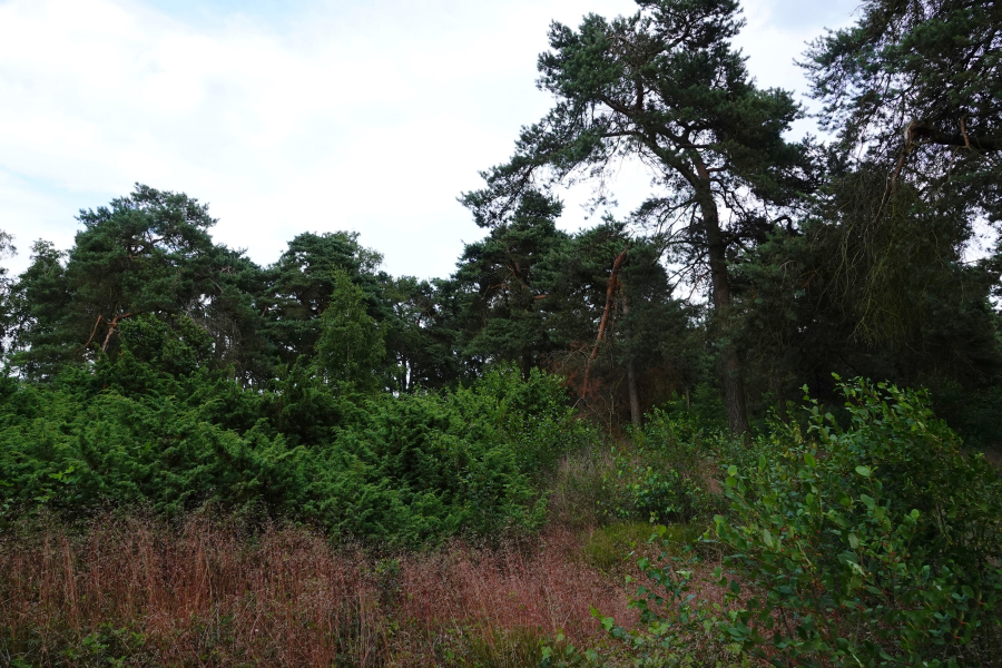 Naaldbomen verdampen veel water, Jan Barwegen