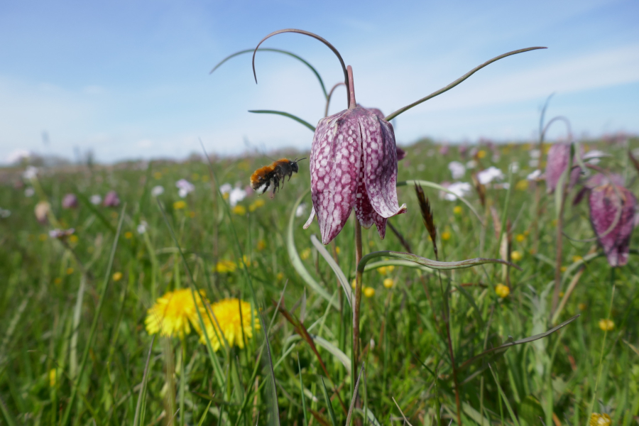 Kievitsbloem krijgt bezoek van vosje