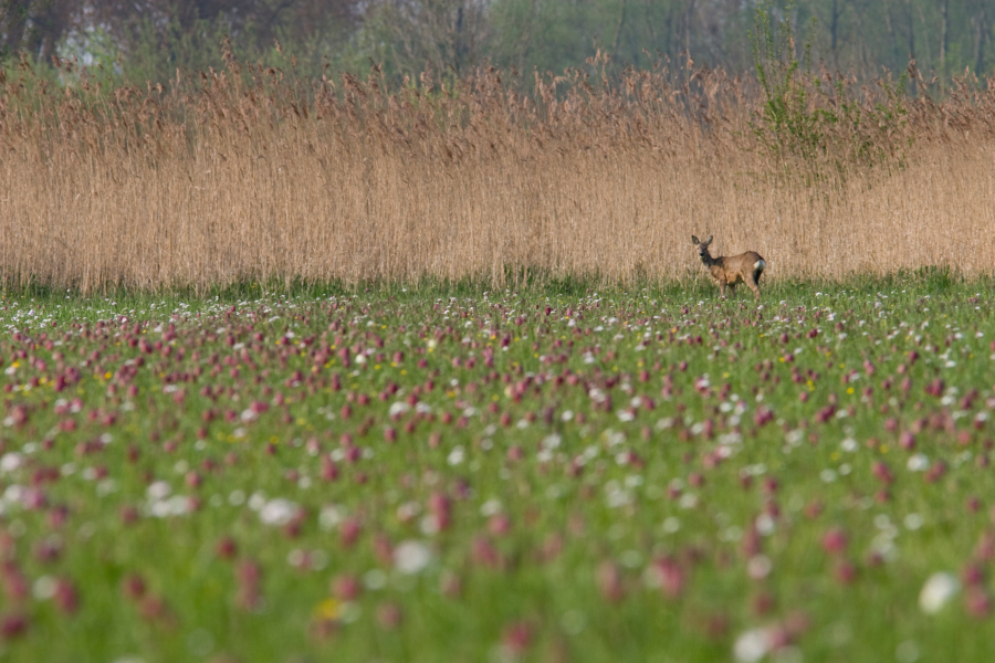 Ree tussen de kievitsbloemen, mark Zekhuis