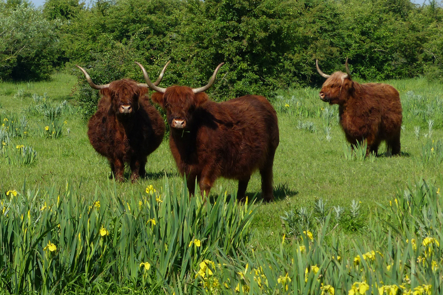 Schotse hooglanders Mark Zekhuis