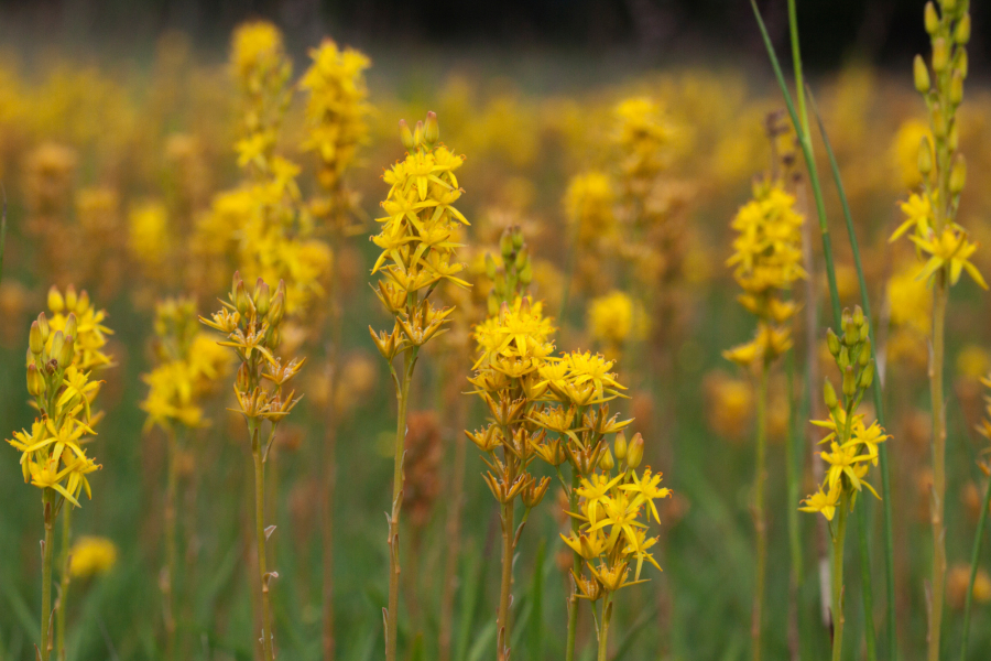 Beenbreek, Mark Zekhuis