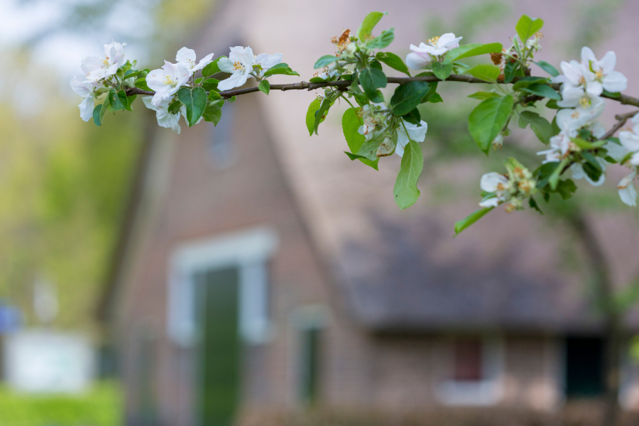 De Wheem, Bennink fotografiue