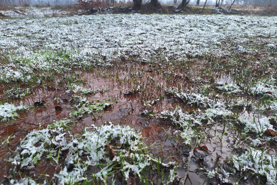 Uitredende kwel, aangerijkt met ijzer , Rick Staudt