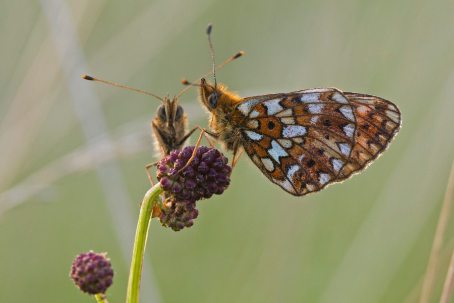 Zilveren Maan Jacob van der Weele