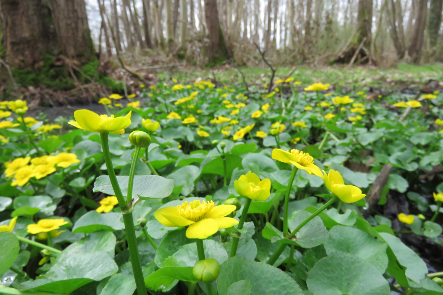 Dotterbloem-Mark Zekhuis