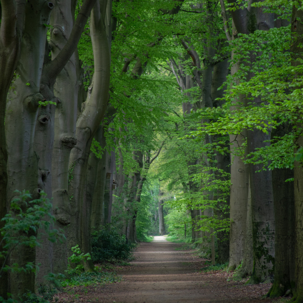 Laan bij de Eversberg