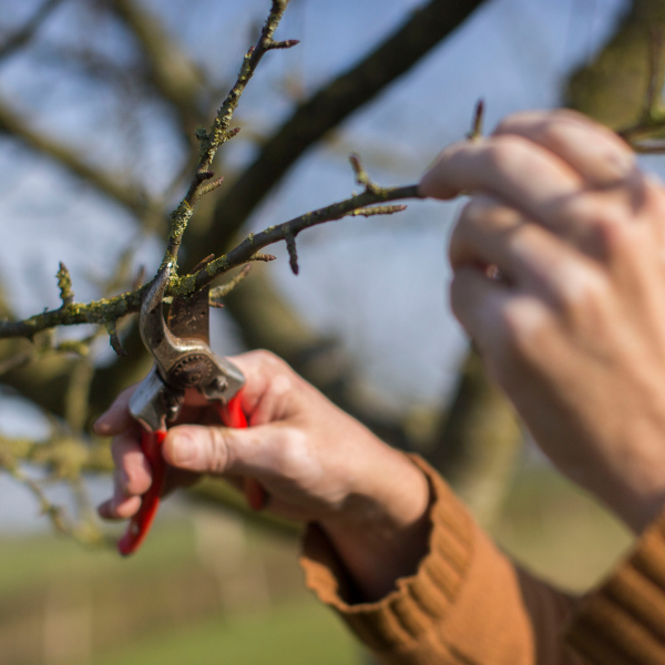 Hoogstambrigade Raalte Rink Hof