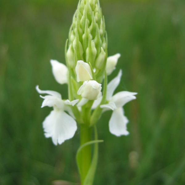 Wit gevelkte orchis 