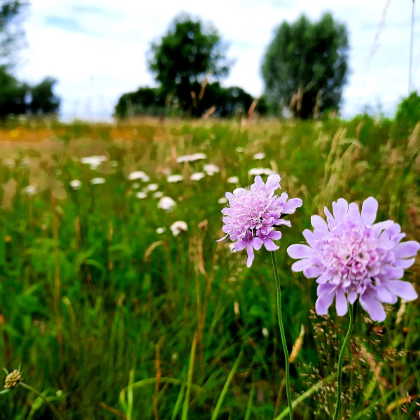 Natuurontwikkeling Buitenlanden Langenholte, zomer 2022