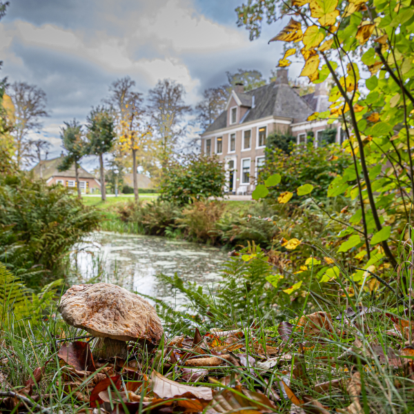 GS_ de Horte_ paddenstoelen-13-Gonny Sleurink