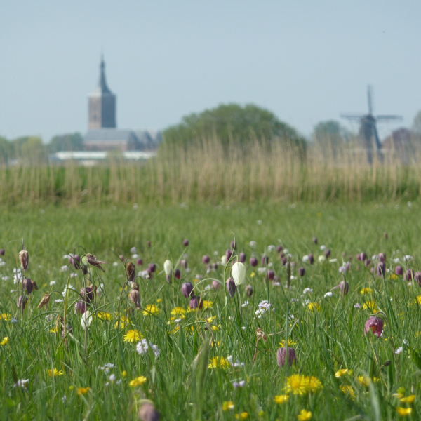 Kievitsbloemen langs het Zwartewater
