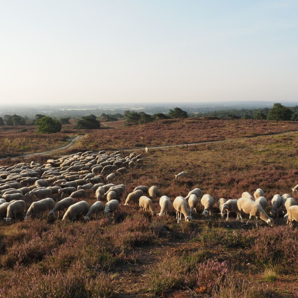 NKl Schaapskudde Lemelerberg (34)