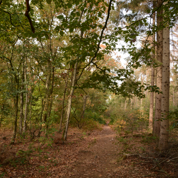 Gemengd bos - Hoge Hexel - Nico Kloek