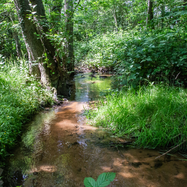 Openingsbeeld mosbeek , Gerard Berendsen