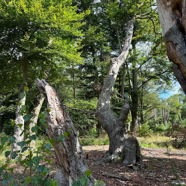 Snoeien voor veiligheid bezoekers