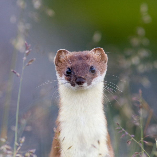 Hermelijn Mark Zekhuis