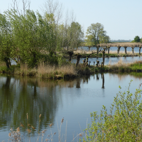 Knotwilgen langs het Zwarte Water