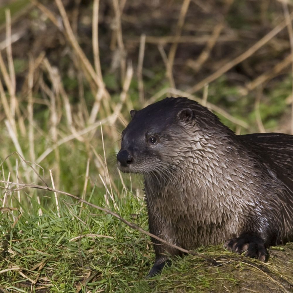 otter, Jacob van der Weele