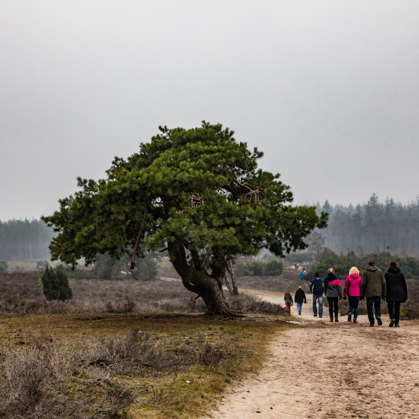 Stuwwallandschap Lemelerberg, Henny de Joode