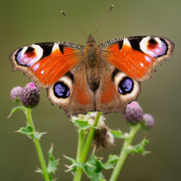 Dagpouwoog Fred Veenkamp