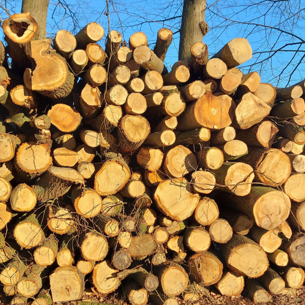 Bomenkap 2 Jaco Meijboom