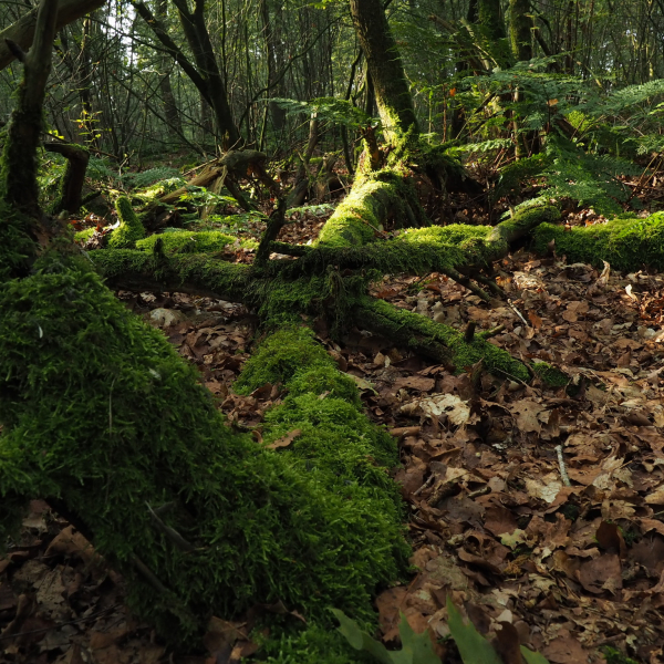 Dode bomen met mos - Nico Kloek