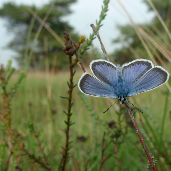 Heideblauwtje, Boetelerveld 