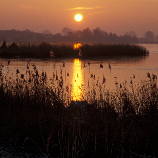 De Wieden, Bertus Webbink