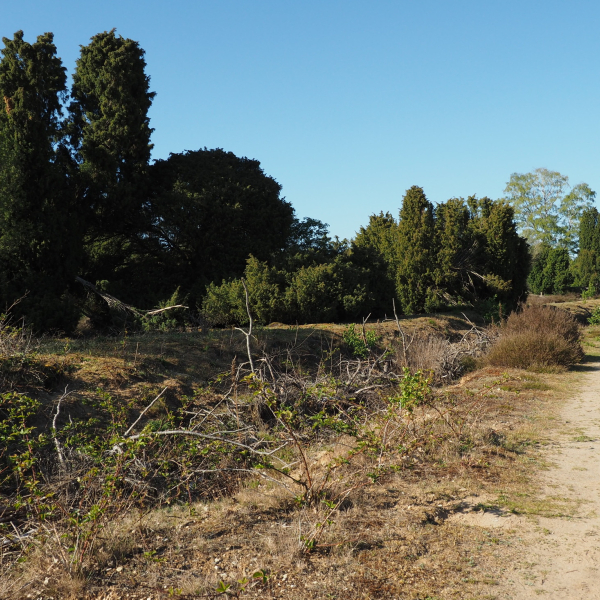 Manderheide Nico Kloek