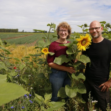Tussen de zonnebloemen