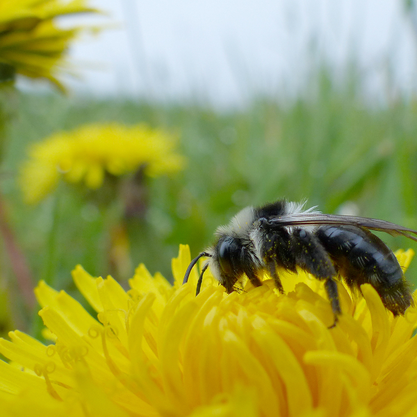 Wilde bij - Mark Zekhuis