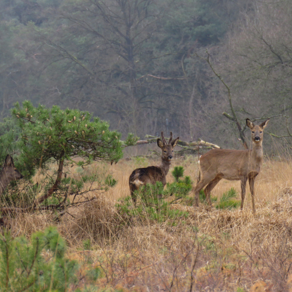 Boetelerveld, Mark Zekhuis