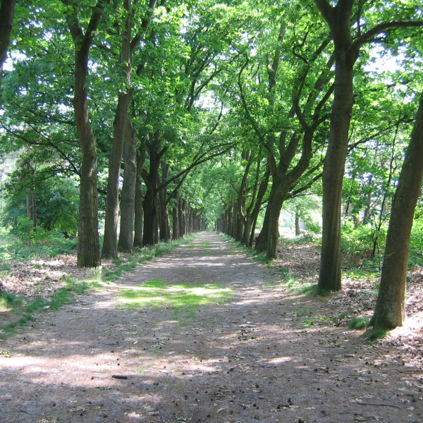 Landgoed Beerze, laan, Landschap Overijssel