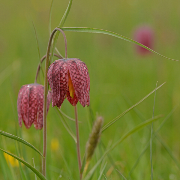 Buitenlanden Langenholte Zwolle 