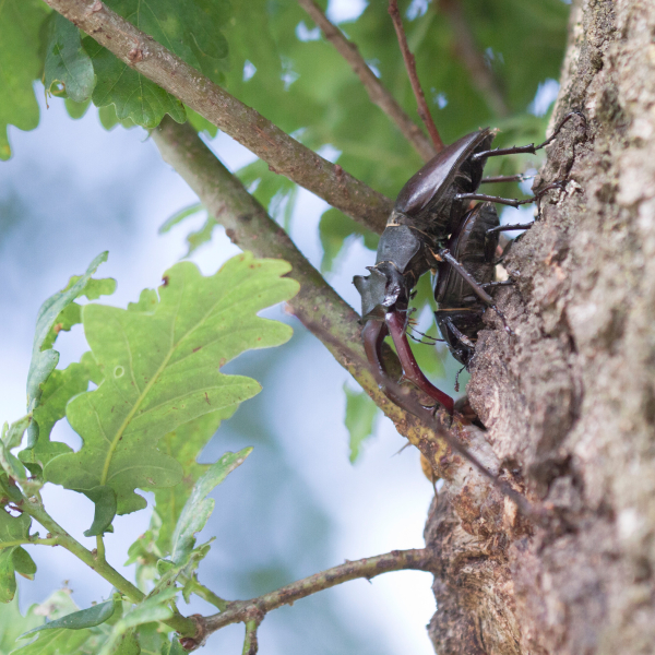 Vliegend hert Mark Zekhuis