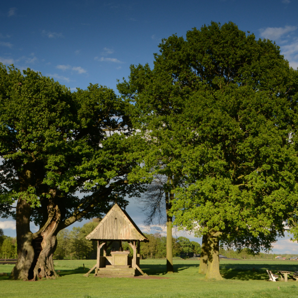 Kroezeboom Fleringen 